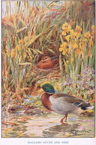 Patos-reais e ninho, ilustração de 