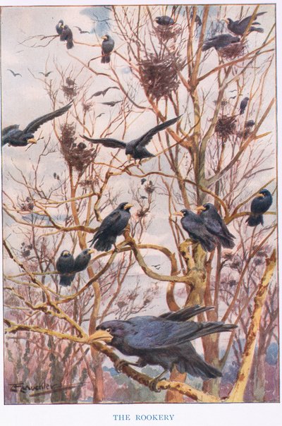 A Rookery, ilustração de 