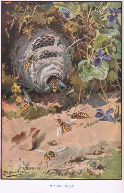 Ninho de Vespas, ilustração de 