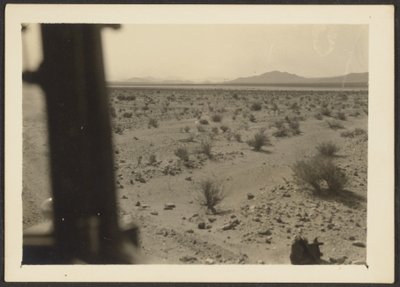 [Plantas do deserto de Amargosa]. de Louis Fleckenstein