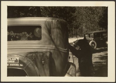 [Urso no carro]. de Louis Fleckenstein