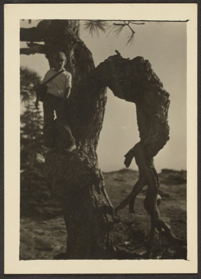 [Bobby on Knot of Pine Tree] de Louis Fleckenstein