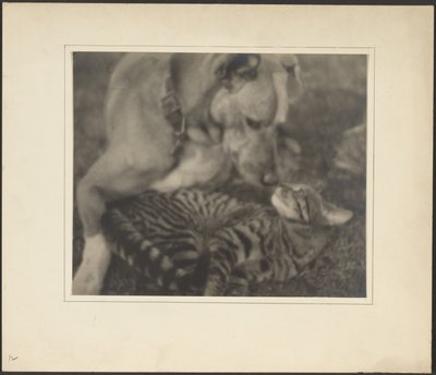 [Gato e Cão] de Louis Fleckenstein