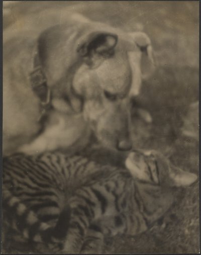 [Gato e Cão] de Louis Fleckenstein
