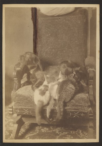 [Gatos e cães abraçados] de Louis Fleckenstein
