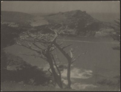 [Cipreste na Costa]. de Louis Fleckenstein
