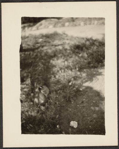 [Pato em paisagem]. de Louis Fleckenstein