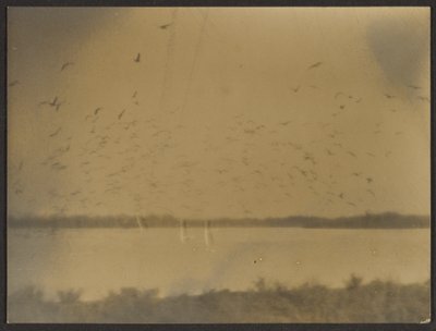 [Paisagem com aves]. de Louis Fleckenstein