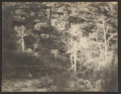 [Paisagem com árvores claras] de Louis Fleckenstein