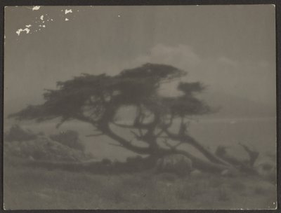 [Paisagem com cipreste]. de Louis Fleckenstein