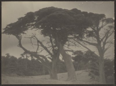 [Paisagem com ciprestes]. de Louis Fleckenstein