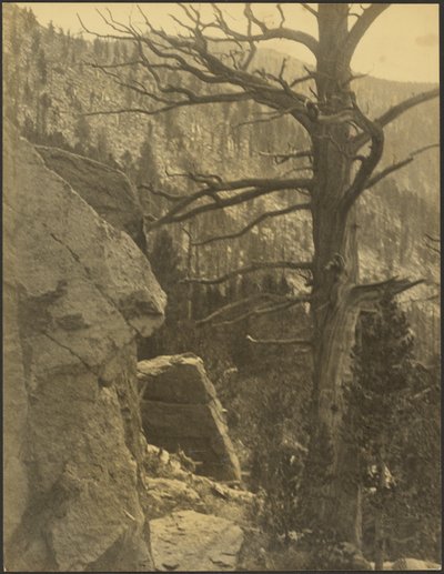 [Paisagem com árvore morta]. de Louis Fleckenstein