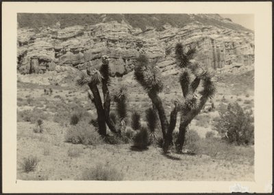 [Paisagem com árvores de Josué]. de Louis Fleckenstein