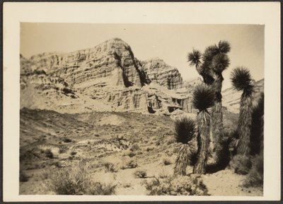 [Paisagem com árvores de Josué]. de Louis Fleckenstein