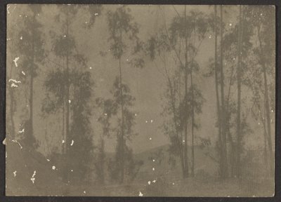 [Paisagem com árvores altas]. de Louis Fleckenstein