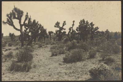 Deserto de Mojave de Louis Fleckenstein