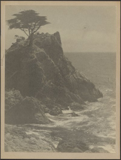 [Árvore na costa rochosa]. de Louis Fleckenstein