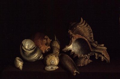 Ainda vida de conchas em um Ledge, do século XVII de Louis Hubner