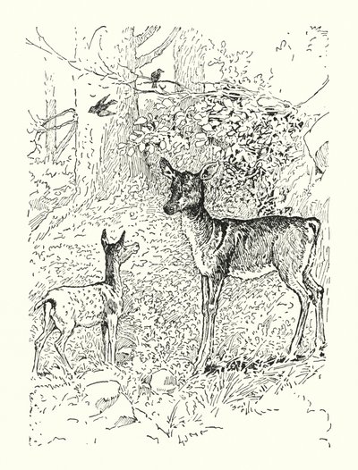 O cervo e a sua mãe (litografia) de Louis John Rhead