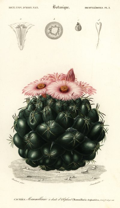 Cacto colmeia, Coryphantha elefanteidens., 1849 (gravura) de Louis Joseph Edouard Maubert