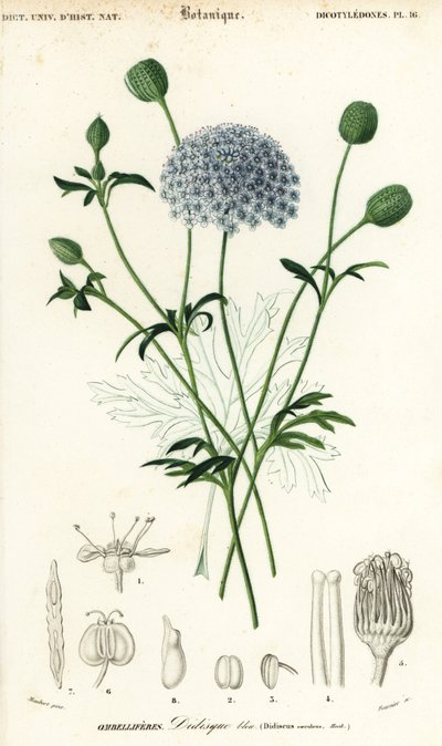 Flor de renda azul, Trachymene coerulea. ,1849 (gravura) de Louis Joseph Edouard Maubert