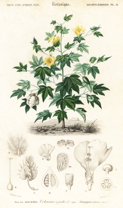 Planta de algodão, Gossypium barbadense,1849 (gravura) de Louis Joseph Edouard Maubert
