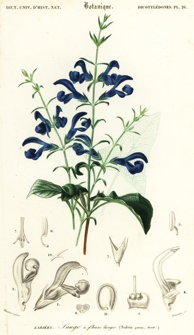 Sálvia de genciana ou sálvia espalhada, Salvia patens., 1849 (gravura) de Louis Joseph Edouard Maubert