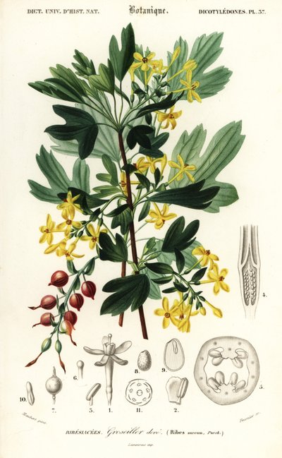 Groselha dourada, groselha dourada. , 1849 (gravura) de Louis Joseph Edouard Maubert