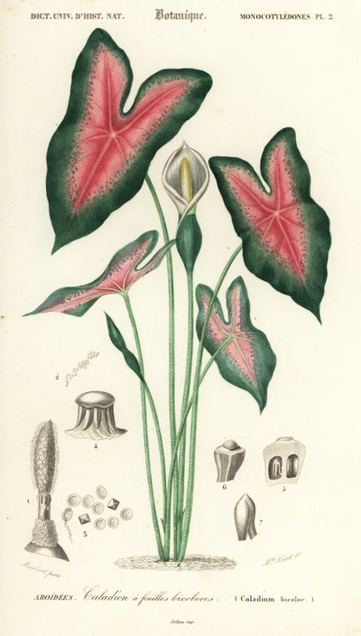 Coração de Jesus, Caladium bicolor. ,1849 (gravura) de Louis Joseph Edouard Maubert