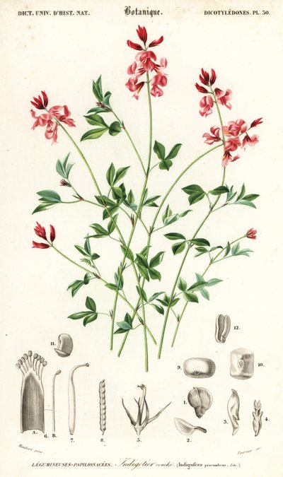 Planta índigo, Indigofera procumbens. ,1849 (gravura) de Louis Joseph Edouard Maubert