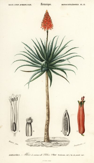 Krantz aloe, Aloe arborescens., 1849 (gravura) de Louis Joseph Edouard Maubert