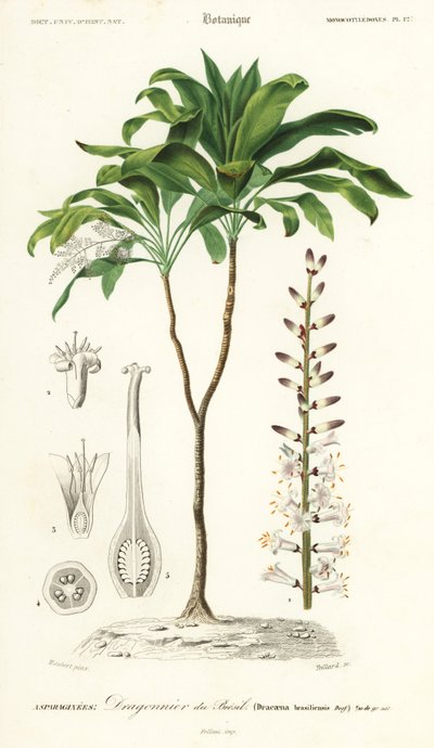 Palm lily, Cordyline fruticosa.,1849 (gravura) de Louis Joseph Edouard Maubert