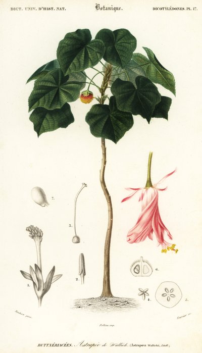Pinkball, Dombeya wallichii. ,1849 (gravura) de Louis Joseph Edouard Maubert