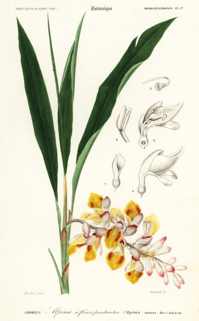 Flor de concha, Alpinia nutans. ,1849 (gravura) de Louis Joseph Edouard Maubert