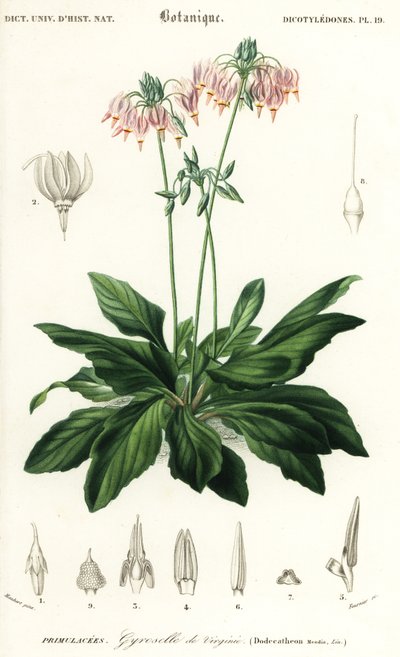 Estrela cadente ou estrela cadente oriental, Dodecatheon meadia. ,1849 (gravura) de Louis Joseph Edouard Maubert