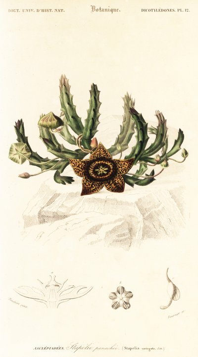 Flor estrela, Orbea variegata.,1849 (gravura) de Louis Joseph Edouard Maubert