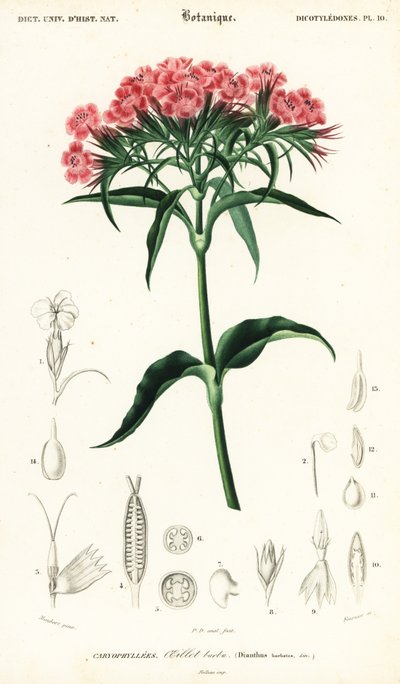 Sweet William, Dianthus barbatus., 1849 (gravura) de Louis Joseph Edouard Maubert