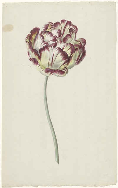 Tulipa de Louis Moritz