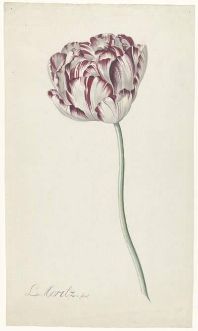 Tulip de Louis Moritz