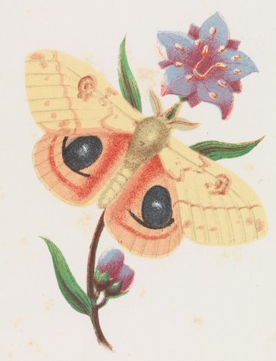 Traça do Pavão de Enxofre, 1862. de Louis Prang