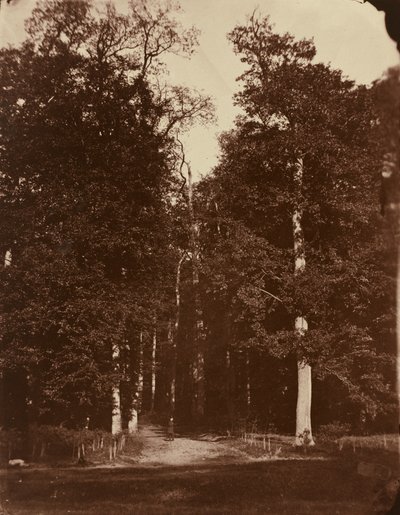 Floresta em Saint-Cloud de Louis Rémy Robert