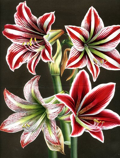 AMARYLLIS HIPPEASTRA (gravura) de Louis Van Houtte