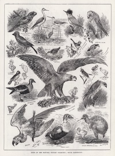Aves na Coleção História Natural, South Kensington (gravura) de Louis Wain