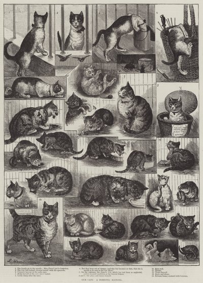 Nossos gatos, uma história doméstica de Louis Wain