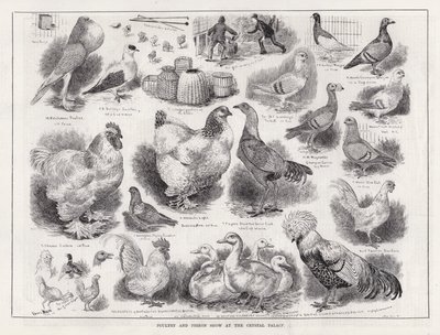 Espectáculo de Aves e Pombos no Palácio de Cristal (gravação) de Louis Wain