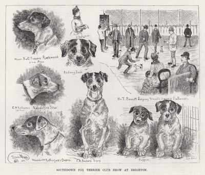 Southdown Fox Terrier Club Show em Brighton (gravura) de Louis Wain
