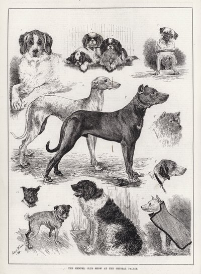 O Show do Kennel Club no Crystal Palace (gravura) de Louis Wain