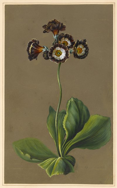 Auricula Híbrida, 1830 (bodycolour em papel com um solo preparado) de Louise DOrleans