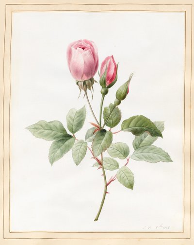 Pink Rose e Buds, 1826 (wc com algum bodycolour em pergaminho) de Louise DOrleans