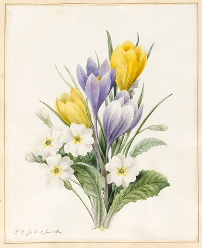 Prímulas Brancas e Primeiros Açafrões Híbridos, 1830 (wc com alguma coloração corporal em pergaminho) de Louise DOrleans